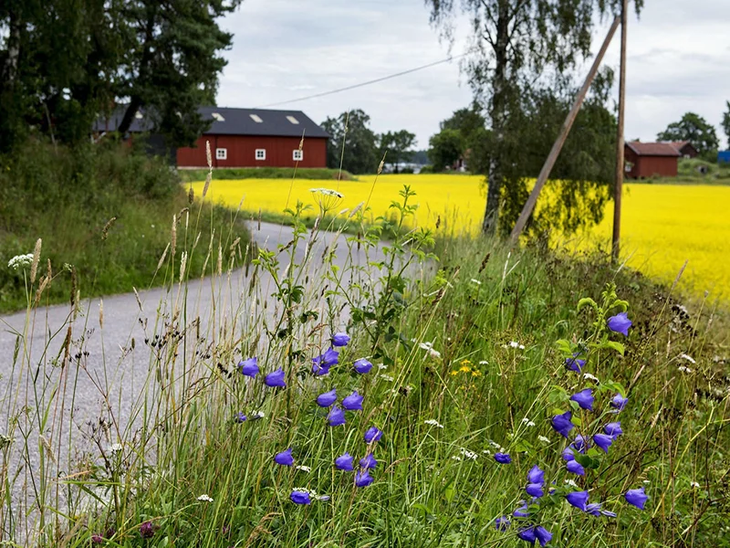 om markarbete bjarehalvon skane